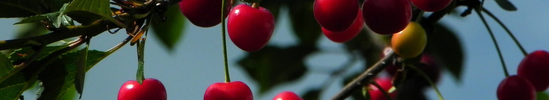 cherries-598170_1920