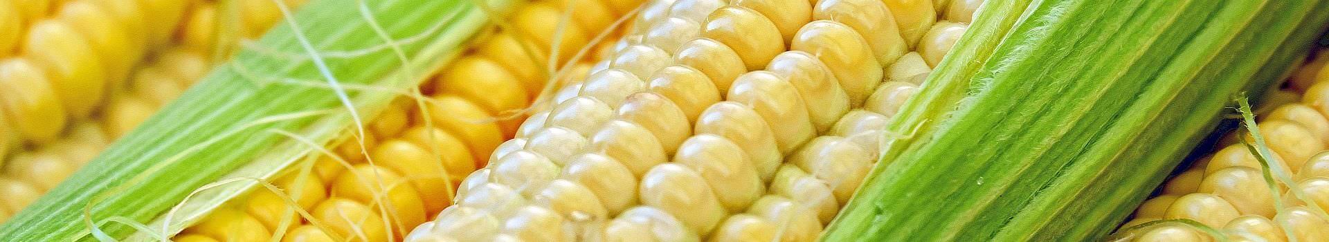 corn-1605664_1920