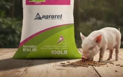 Alimentos para animales: cómo formular alimento para cerdos y pollos